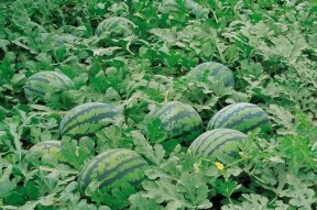 娱乐713吃瓜最新入口,最新入口带你一网打尽娱乐圈风云